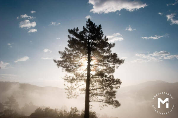 Tree lit by sunrise light