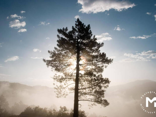 Tree lit by sunrise light