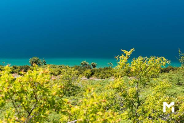 Trees view with the blue water in the background