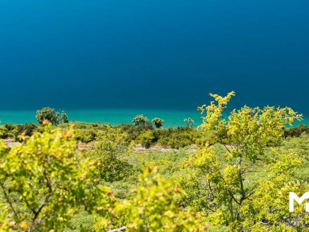 Trees view with the blue water in the background