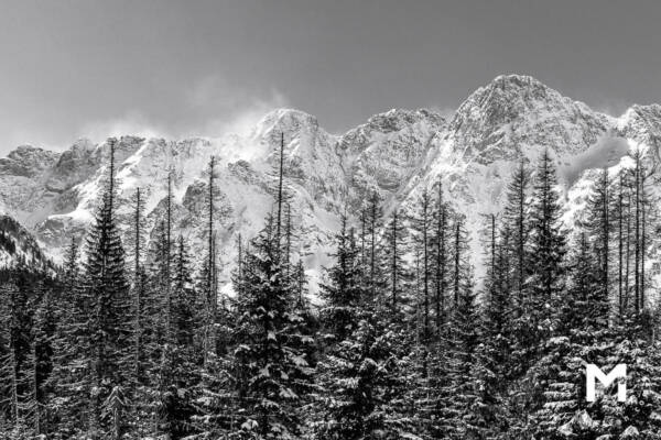 Winter trees with mountain background