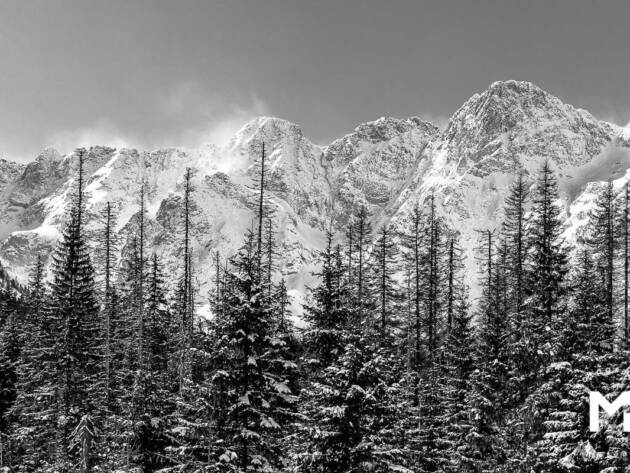 Winter trees with mountain background