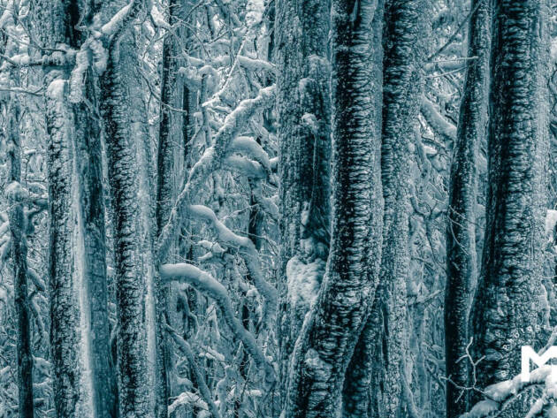 Snowy trees