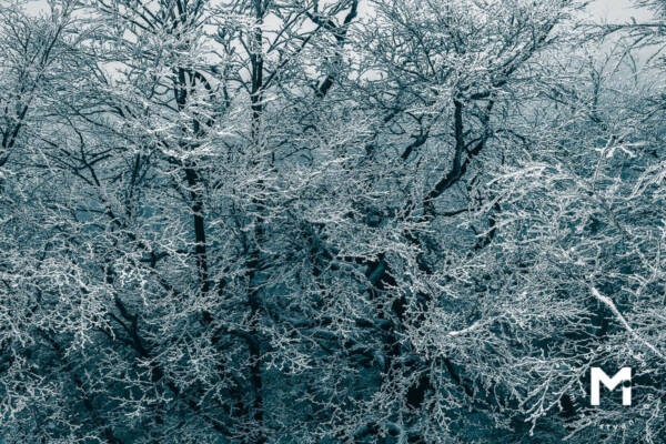 Snowy tree branches