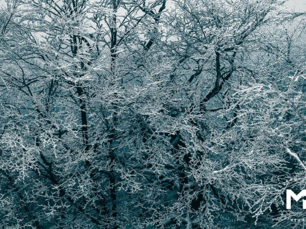 Snowy tree branches